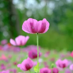 Zinnoberrote Zauberblume der Steppe