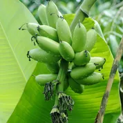 Foto Bananas