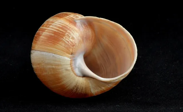 magic shell