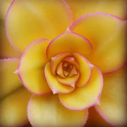 Sukkulenten Zauberblume der Wuêste